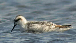 Phalarope à bec étroit