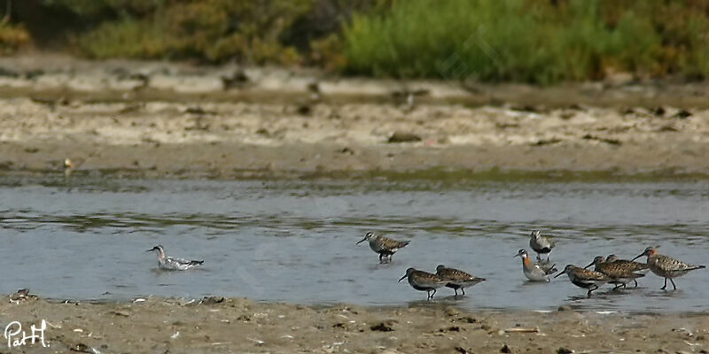 Red-necked Phalarope female adult breeding, identification