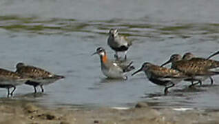 Red-necked Phalarope