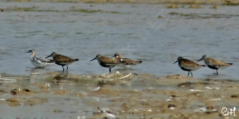 Phalarope à bec étroit1ère année, identification