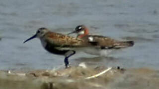 Phalarope à bec étroit