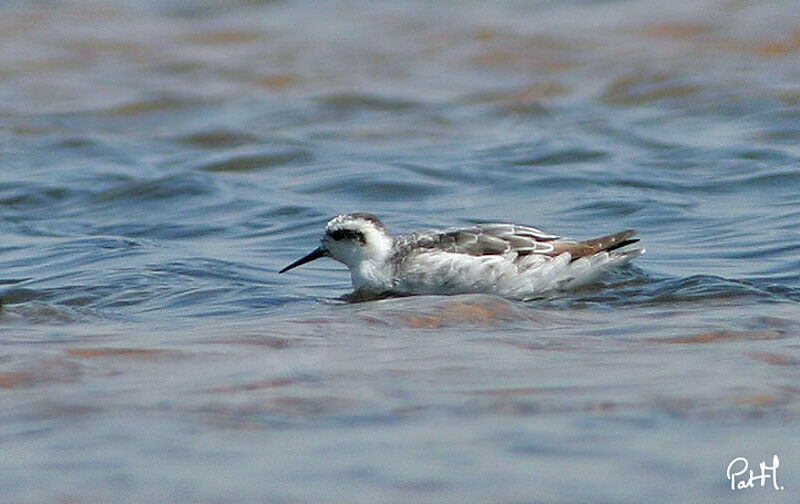 Red-necked Phalarope, identification