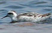 Phalarope à bec étroit