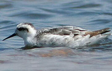 Phalarope à bec étroit