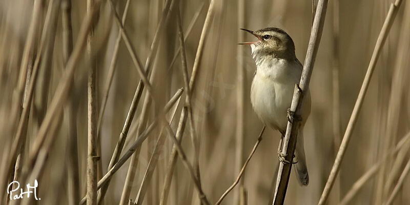 Sedge Warbler, identification