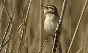 Sedge Warbler