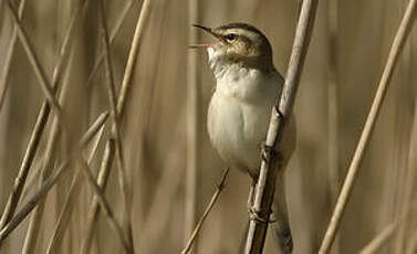 Phragmite des joncs