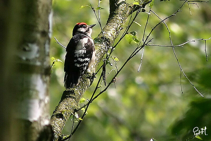 Pic épeiche mâle juvénile, identification