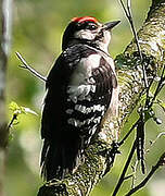 Great Spotted Woodpecker