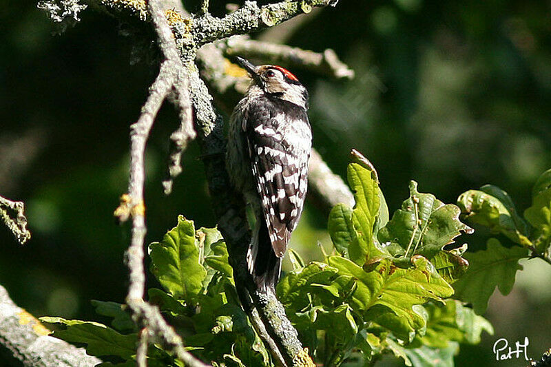 Lesser Spotted Woodpecker male adult, identification