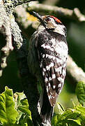 Lesser Spotted Woodpecker