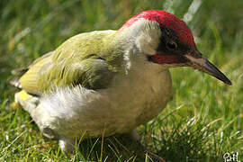 European Green Woodpecker