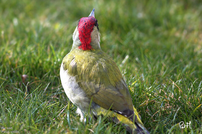 European Green Woodpeckeradult