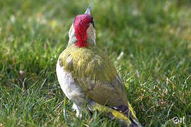 European Green Woodpecker