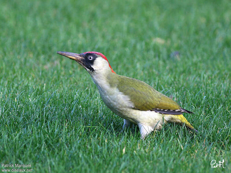 European Green Woodpecker female adult, identification