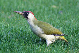 European Green Woodpecker