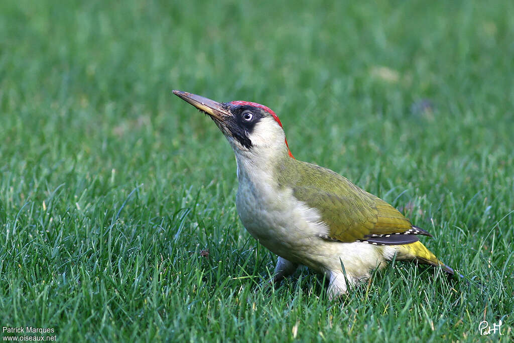 European Green Woodpecker female adult, fishing/hunting