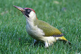 European Green Woodpecker