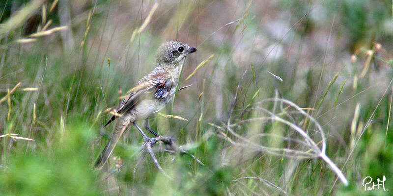 Pie-grièche à tête roussejuvénile, identification, Nidification, Comportement