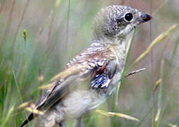 Woodchat Shrike