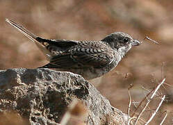 Woodchat Shrike