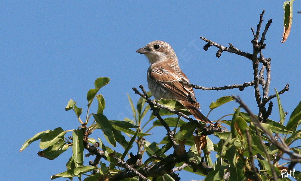 Woodchat Shrikejuvenile