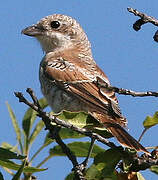 Woodchat Shrike