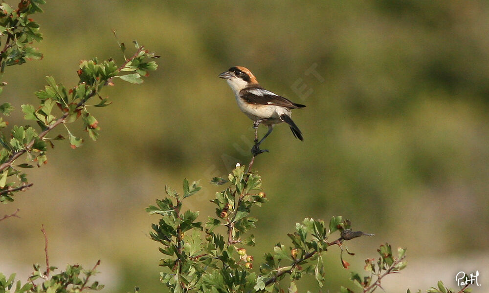 Pie-grièche à tête rousse mâle