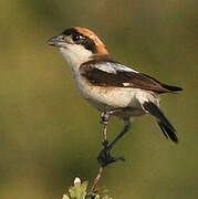 Woodchat Shrike