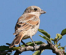 Woodchat Shrike