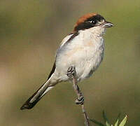 Woodchat Shrike