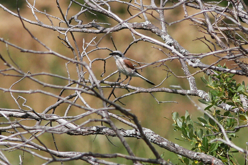 Pie-grièche écorcheur mâle adulte, identification