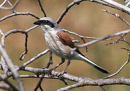 Red-backed Shrike