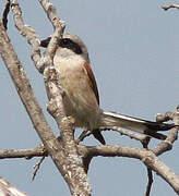 Red-backed Shrike