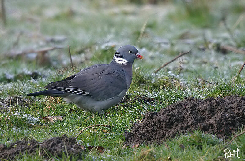 Common Wood Pigeon, identification