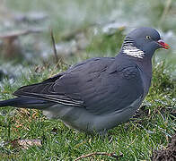 Common Wood Pigeon