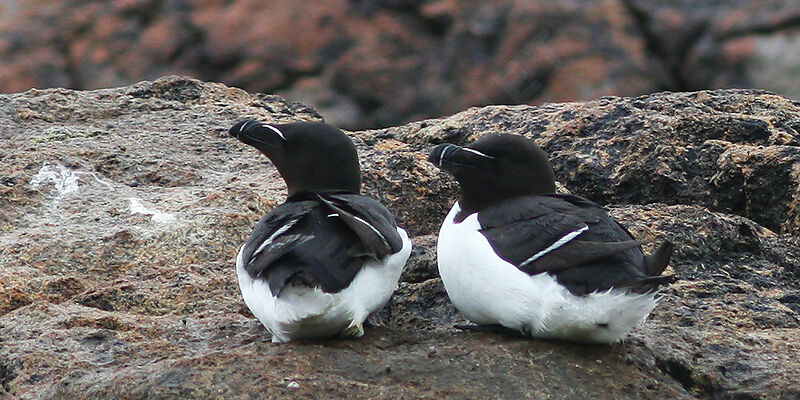 Razorbill, identification