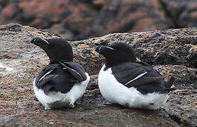 Razorbill