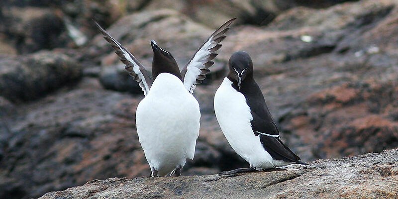 Razorbill , identification, Behaviour