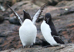 Razorbill