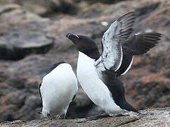 Pingouin torda