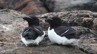 Razorbill