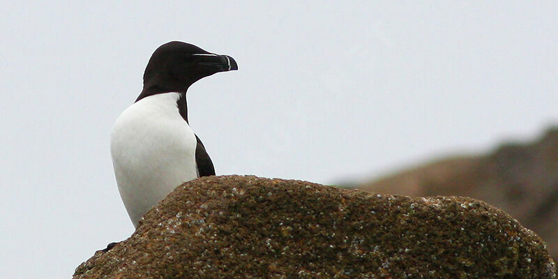 Razorbill