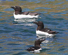 Razorbill