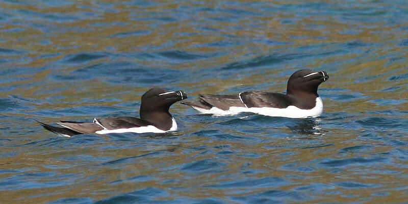 Pingouin torda