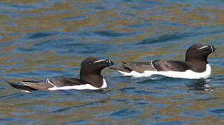 Razorbill