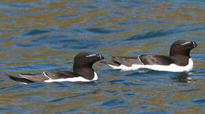 Pingouin torda