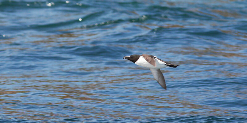 Razorbill