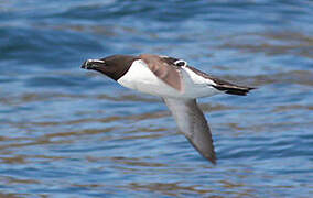 Razorbill