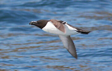 Pingouin torda